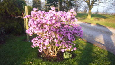 Front Garden Azalea at Church House Farm