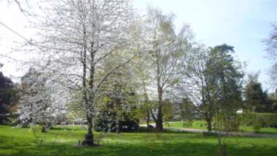 Orchard Blossom trees at Church House Farm