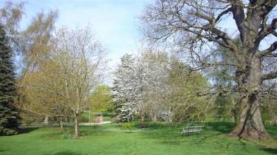Orchard view at Church House Farm with Oak tree