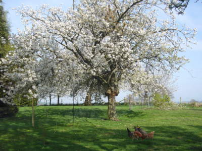 Spring at Church House Farm Holiday Cottages with Chickens