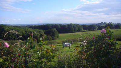 Rear view at Church House Farm Holiday Cottages with sheep