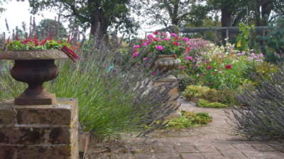 Church House Farm Holiday Cottages Rear garden lavender